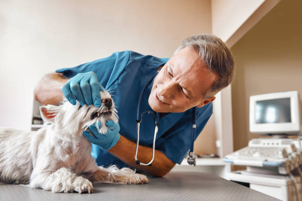 Best Emergency Tooth Extraction in Dalton Gardens, ID